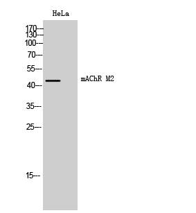 WB - mAChR M2 Polyclonal Antibody AP70795